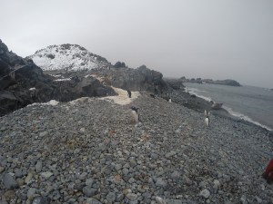 Penguins and elephant seal