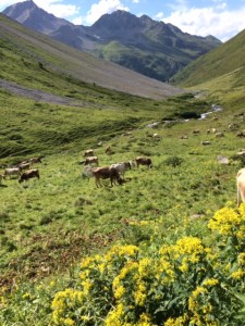 Did someone say "more cowbell?!"