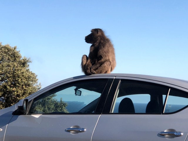 Africa_Baboon